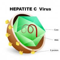 Hepatite C Virus